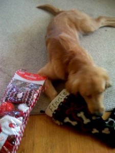 dog_with_stocking Finnegan opening his presents