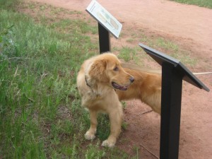 finn-on-a-hike Finnegan reading the signs