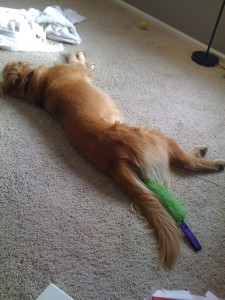 moving-with-a-dog Golden Retriever Finn sleeping as usual