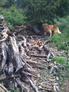 Finn Exploring the Dog Park Puppy Exploring the pine wood piles in the park