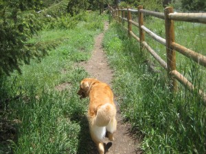 Walking the edge of the Elk Meadows Park Finn walking in the fenced off leash park